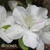 AUTUMN LILY® ENCORE® AZALEA 2 AUTUMN LILY® ENCORE® AZALEA -Shrubs Central DETA2 3308