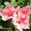 AUTUMN SUNBURST® ENCORE® AZALEA 1 AUTUMN SUNBURST® ENCORE® AZALEA -Shrubs Central DETA2 3309