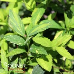 DOUBLE PLAY® PAINTED LADY® SPIRAEA 5 DOUBLE PLAY® PAINTED LADY® SPIRAEA -Shrubs Central DETA2 3365