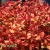 DOUBLE PLAY® CANDY CORN® SPIRAEA -Shrubs Central DETA2 3367