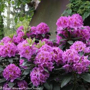 DANDY MAN® PURPLE RHODODENDRON 5 DANDY MAN® PURPLE RHODODENDRON - Image 3