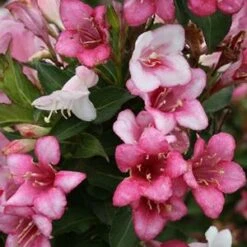 CZECHMARK TRILOGY® WEIGELA -Shrubs Central DETA2 3617