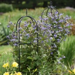 STAND BY ME BUSH CLEMATIS -Shrubs Central DETA2 3631