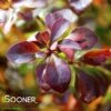 SUNJOY TODO® BARBERRY -Shrubs Central DETA2 3732
