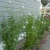 WHITE PILLAR® ALTHEA -Shrubs Central DETA2 3738