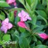 SNIPPET® DARK PINK WEIGELA 2 SNIPPET® DARK PINK WEIGELA -Shrubs Central DETA2 3753