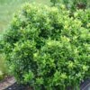 CASTLE KEEP® BLUE HOLLY 1 CASTLE KEEP® BLUE HOLLY -Shrubs Central DETA2 3847