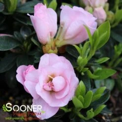 PERFECTO MUNDO® DOUBLE PINK AZALEA 5 PERFECTO MUNDO® DOUBLE PINK AZALEA -Shrubs Central DETA2 3891