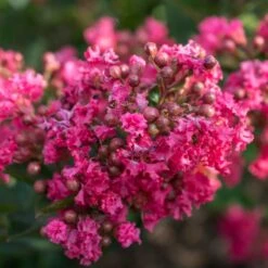 Shrubs Central -Shrubs Central DETA2 3956