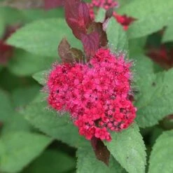 DOUBLE PLAY DOOZIE® SPIRAEA -Shrubs Central DETA2 3996