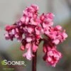 PINK DAWN VIBURNUM -Shrubs Central DETA2 401