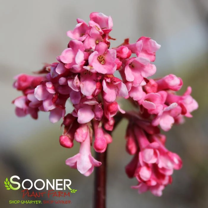 PINK DAWN VIBURNUM 3 PINK DAWN VIBURNUM