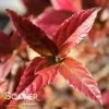 SWEET TALKER® VIBURNUM -Shrubs Central DETA2 4262