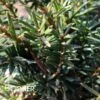 STONEHENGE DARK DRUID® YEW -Shrubs Central DETA2 4263