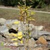 PRAIRIE SENTINEL® HACKBERRY -Shrubs Central DETA2 4266