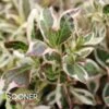 MY MONET® WEIGELA -Shrubs Central DETA2 439