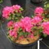 PERFECTO MUNDO® DOUBLE DARK PINK AZALEA 1 PERFECTO MUNDO® DOUBLE DARK PINK AZALEA -Shrubs Central DETA2 4431