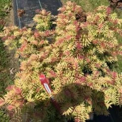 MR. MUSTARD® SORBARIA 7 MR. MUSTARD® SORBARIA -Shrubs Central DETA2 4456