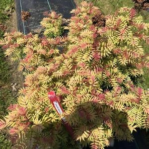 MR. MUSTARD® SORBARIA 5 MR. MUSTARD® SORBARIA - Image 3