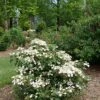 STEADY EDDY® DOUBLEFILE VIBURNUM -Shrubs Central DETA2 4461