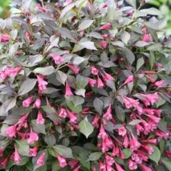 MIDNIGHT WINE SHINE® WEIGELA -Shrubs Central DETA2 4462