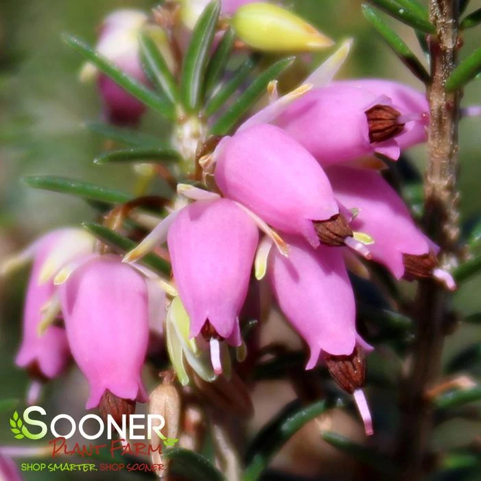 PIRBRIGHT ROSE HEATHER 4 PIRBRIGHT ROSE HEATHER - Image 2