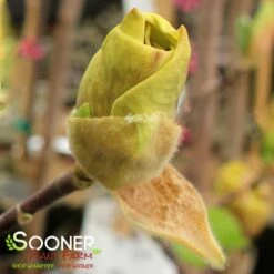 JUDY ZUK MAGNOLIA -Shrubs Central DETA2 4696