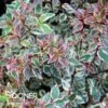 TRES AMIGOS® ABELIA -Shrubs Central DETA2 4827