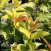 KODIAK® FRESH® BUSH HONEYSUCKLE -Shrubs Central DETA2 4837