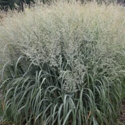 PRAIRIE WINDS® NIAGARA FALLS SWITCH GRASS -Shrubs Central DETA2 4993