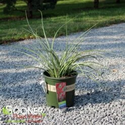 BRAKELIGHTS® RED YUCCA -Shrubs Central DETA2 5002