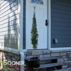 TAYLOR JUNIPER - FORMAL STYLE -Shrubs Central DETA2 5085