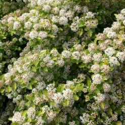 RASPBERRY LEMONADE™ NINEBARK 7 RASPBERRY LEMONADE™ NINEBARK -Shrubs Central DETA2 5115