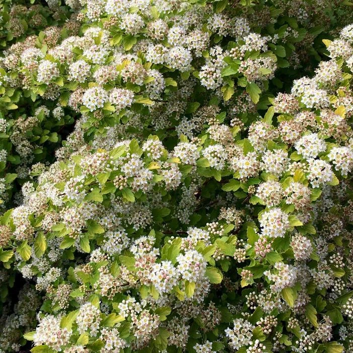 RASPBERRY LEMONADE™ NINEBARK 5 RASPBERRY LEMONADE™ NINEBARK - Image 3