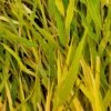 BENI KAZE JAPANESE FOREST GRASS -Shrubs Central DETA2 5163
