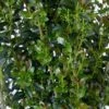 JADE LANCE® HOLLY -Shrubs Central DETA2 5184