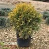 GOLDEN GLOBE ARBORVITAE -Shrubs Central DETA2 5189