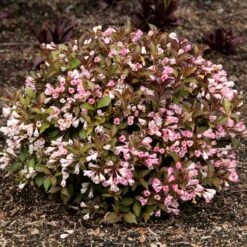AFTERGLOW™ WEIGELA -Shrubs Central DETA2 5195