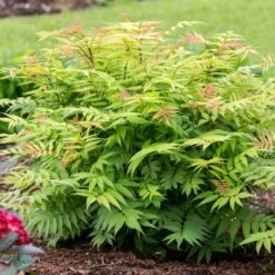 CHERRY ON TOP™ SORBARIA 13 CHERRY ON TOP™ SORBARIA -Shrubs Central DETA2 5197