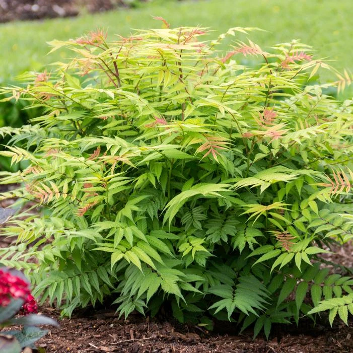 CHERRY ON TOP™ SORBARIA 7 CHERRY ON TOP™ SORBARIA - Image 5