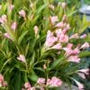 PEACH KISSES™ WEIGELA