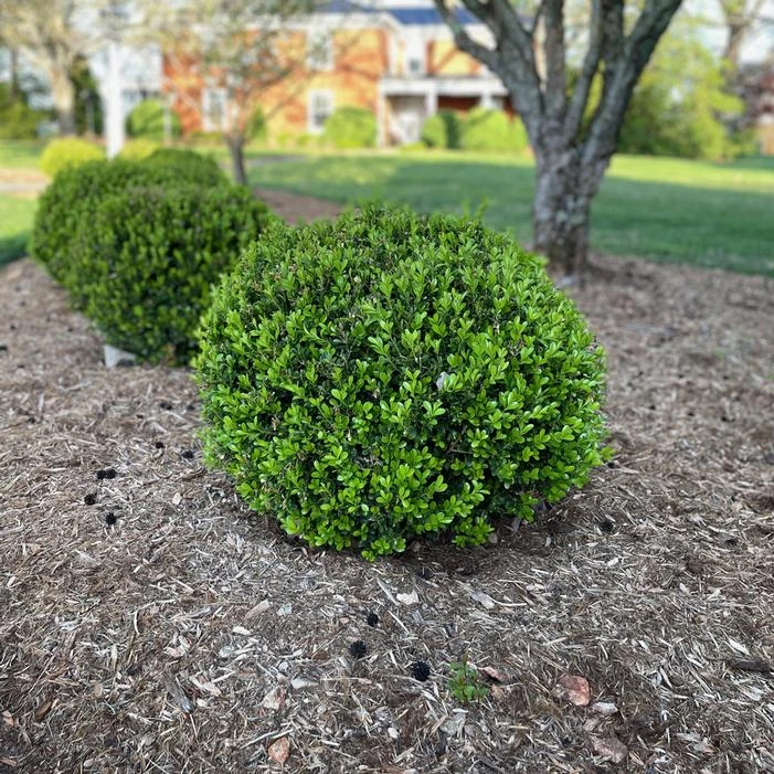 NEWGEN® INDEPENDENCE™ BOXWOOD 3 NEWGEN® INDEPENDENCE™ BOXWOOD