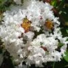 GREATMYRTLE™ FRENCH VANILLA CRAPEMYRTLE 2 GREATMYRTLE™ FRENCH VANILLA CRAPEMYRTLE -Shrubs Central DETA2 5239