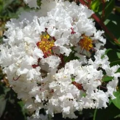 GREATMYRTLE™ FRENCH VANILLA CRAPEMYRTLE