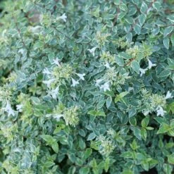 MUCHO GUSTO™ ABELIA -Shrubs Central DETA2 5264