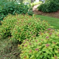 DOUBLE PLAY® DOLLY™ SPIRAEA -Shrubs Central DETA2 5303