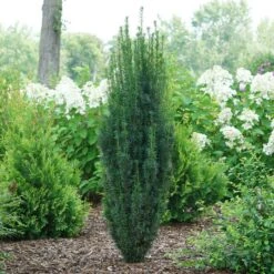 STONEHENGE SKINNY® YEW -Shrubs Central DETA2 5305