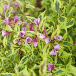 BUBBLY WINE™ WEIGELA -Shrubs Central DETA2 5306