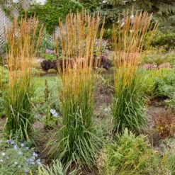 GOLDEN SUNSET® INDIAN GRASS -Shrubs Central DETA2 5325