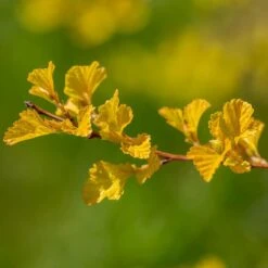 LUCKY DEVIL® NINEBARK